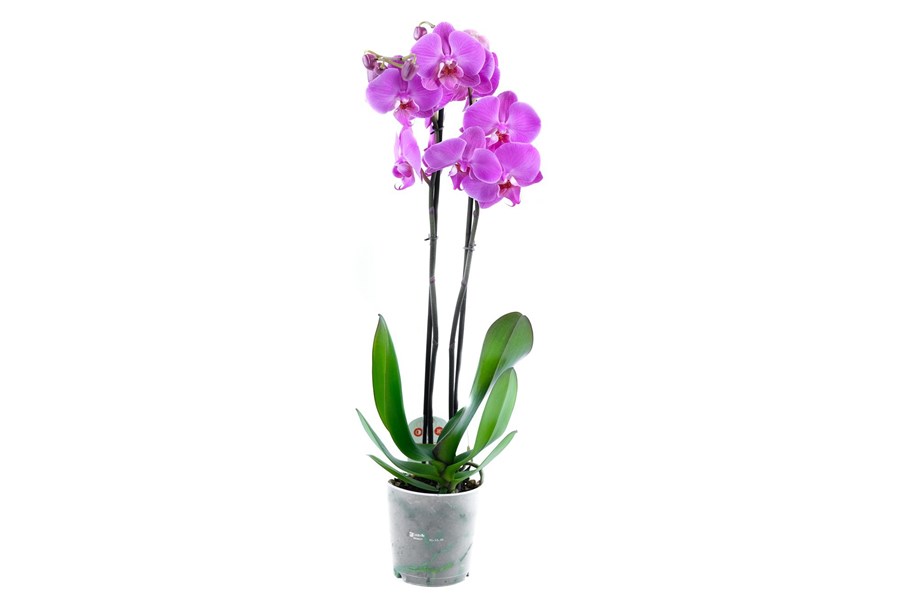 Орхидея в горшке Орхидея Фаленопсис светло-лиловая 2ст